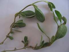 Atriplex portulacoides