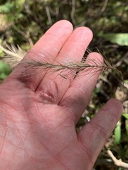 Elymus villosus