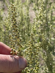 Ambrosia acanthicarpa