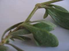 Atriplex portulacoides