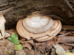 Ganoderma megaloma