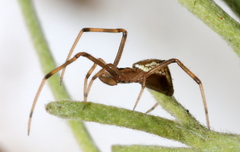 Episinus