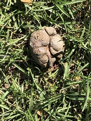 Callirhytis quercuscornigera