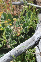 Pelargonium lobatum