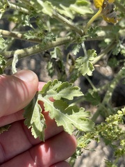 Ambrosia acanthicarpa