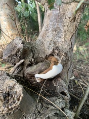 Ganoderma resinaceum