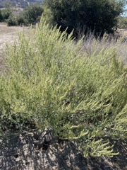 Ambrosia acanthicarpa
