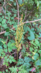 Sceptridium biternatum