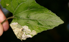 Liriomyza violivora