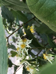 Andrena asteris