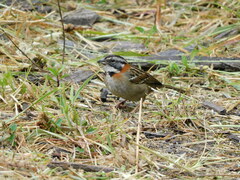 Zonotrichia capensis