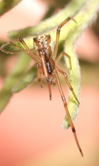 Episinus