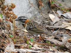 Zonotrichia capensis