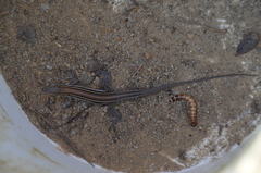 Aspidoscelis hyperythrus beldingi