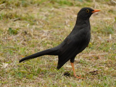 Turdus fuscater