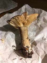 Lactarius fuliginosus