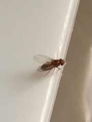 Drosophila