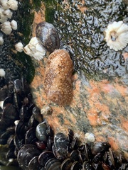 Onchidoris bilamellata