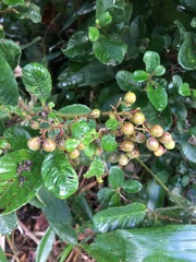 Davilla rugosa