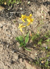 Cyanella lutea lutea