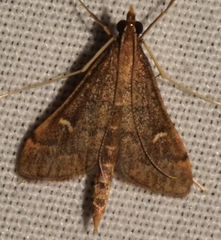 Dolicharthria punctalis