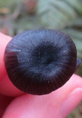Entoloma