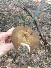 Lactarius fuliginosus