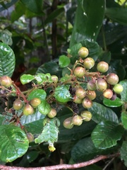 Davilla rugosa