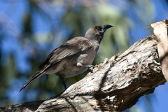 Philemon citreogularis