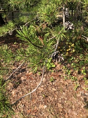 Pinus virginiana