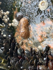Onchidoris bilamellata