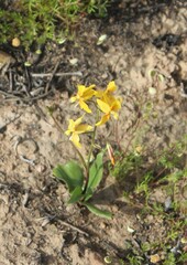 Cyanella lutea lutea