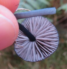 Entoloma