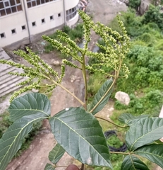 Cupania