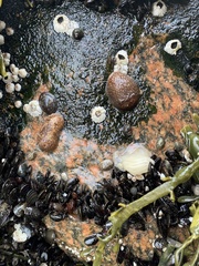 Onchidoris bilamellata
