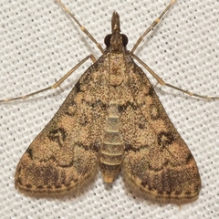 Dolicharthria daralis