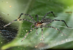 Aglaoctenus castaneus