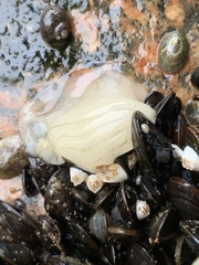 Onchidoris bilamellata