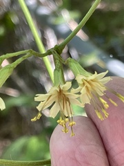 Nabalus serpentarius