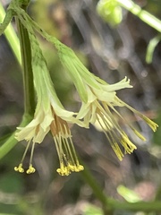 Nabalus serpentarius