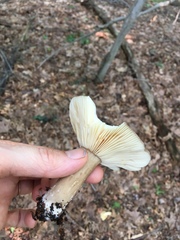 Lactarius fuliginosus