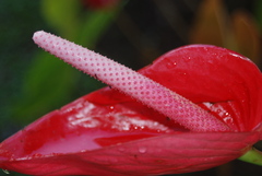 Anthurium andraeanum
