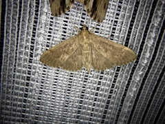 Pyraustinae