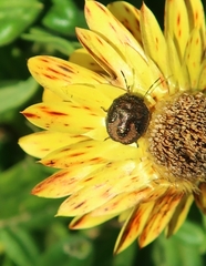 Peribalus strictus vernalis