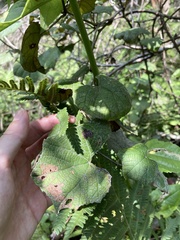 Vitis shuttleworthii