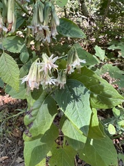 Nabalus trifoliolatus