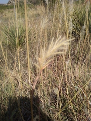 Bothriochloa barbinodis