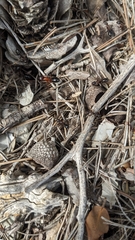 Camponotus sylvaticus