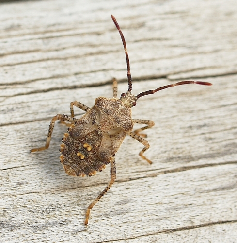 Horned Squash Bug photo 4