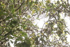 Ducula radiata